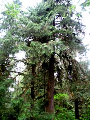 6295-BigTrees-052506-948a-290