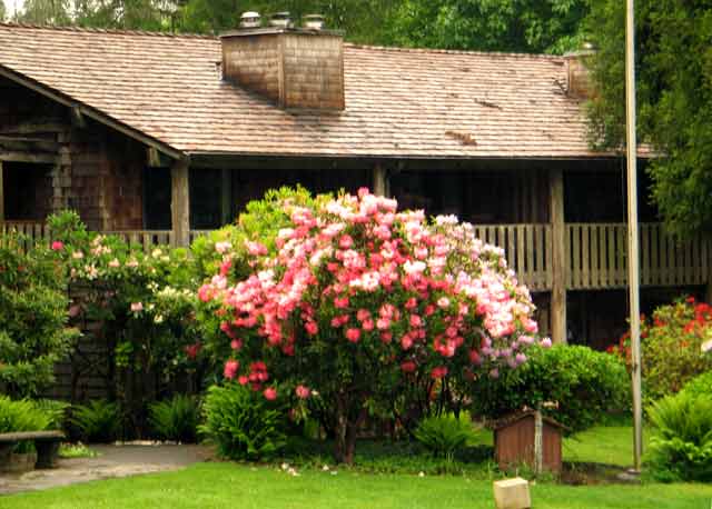 6315-BigRhododendron@Lodge-052506-1022a