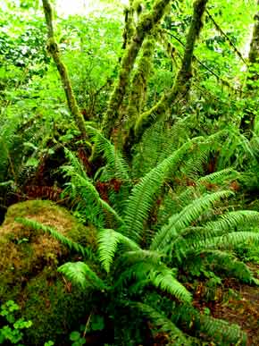 6329-Fern-052506-1148a