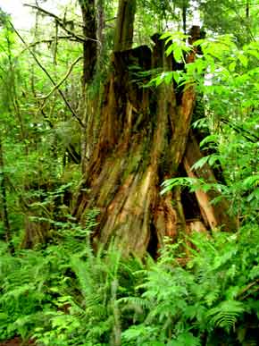 6335-RelicOfOldGrowthForrest-052506-1153a