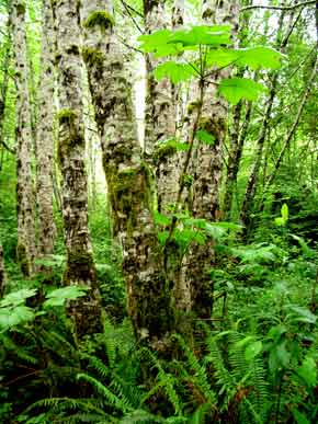 6331-TreeClump-052506-1149a