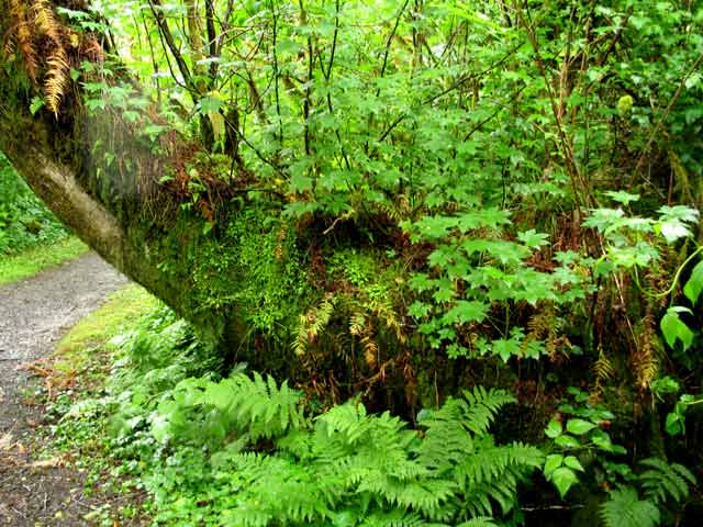 6337-NurseryTree-052506-1159a