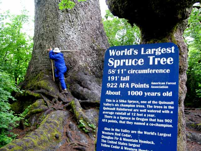 6347-OwenMeasuresLargestSpruce-052506-1205p