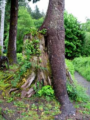 6357-TreeReborn-052506-1247p