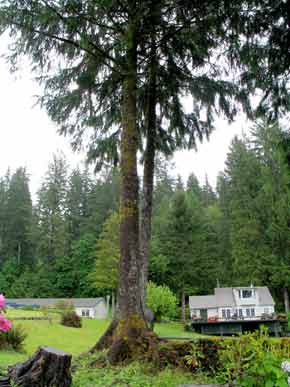6358-Tree&Houses-052506-1247p