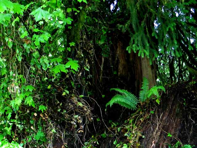 6360-OldBigTree-052506-1249p