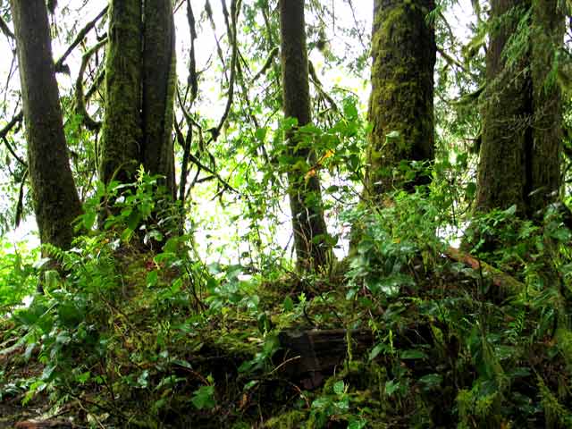 6375-TreeCluster-052506-105p