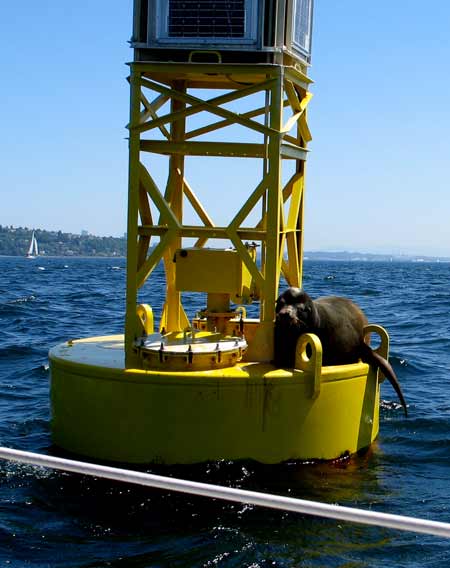 5249-SleepySeaLion-051406-240p