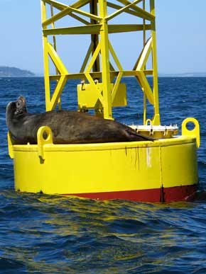 5253-Bouy&SeaLion-051406-240p-290