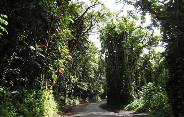 Road in rainforest