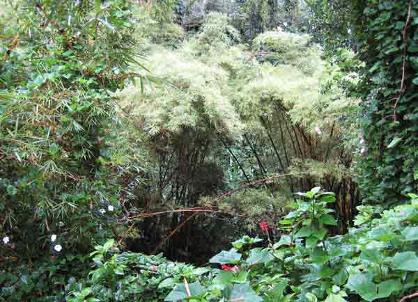 bamboo clump