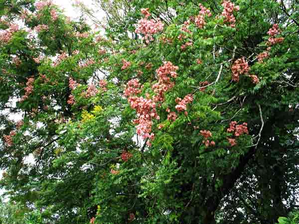 flowering tree