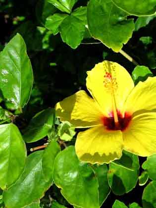 yellow hibiscus