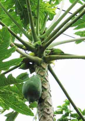 Breadfruit