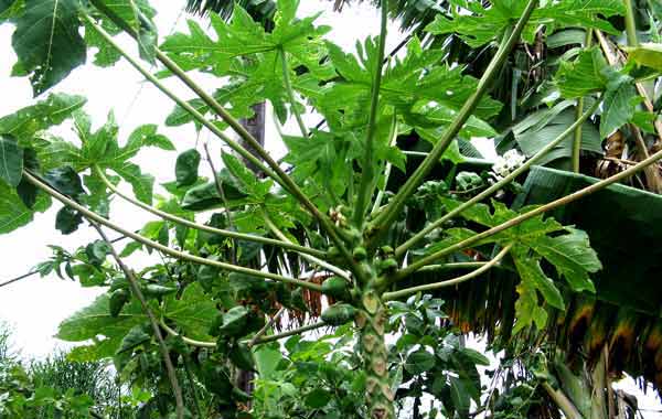 breadfruit tree