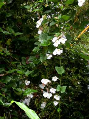 flowering vine