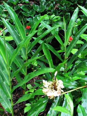 flower cluster