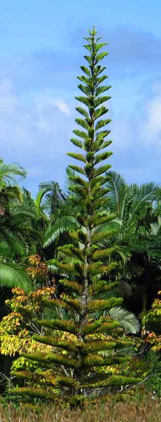 Norfolk Island Pine