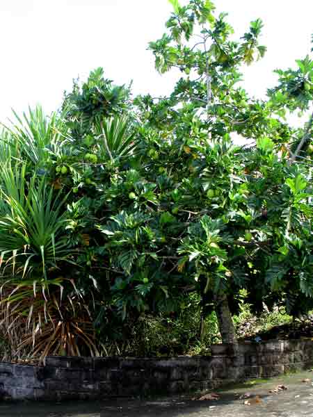 breadfruit tree