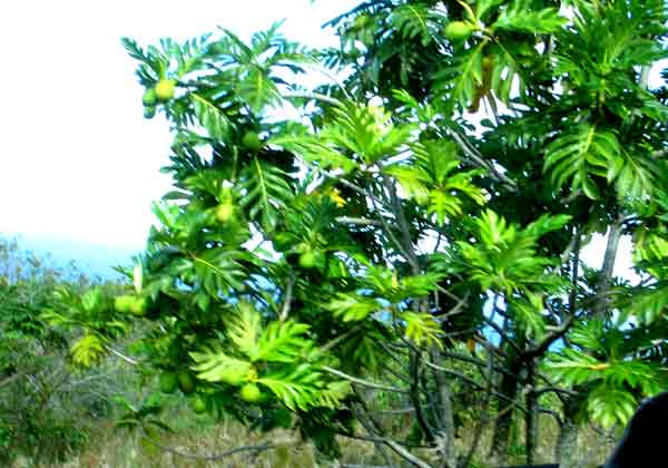 breadfruit tree