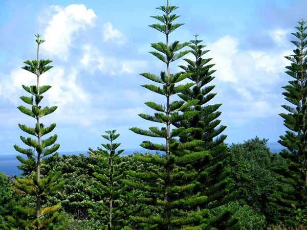 grove of Norfolk Islands Pines