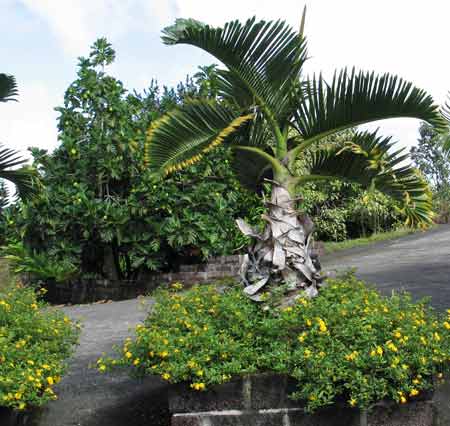 Palms & other plants