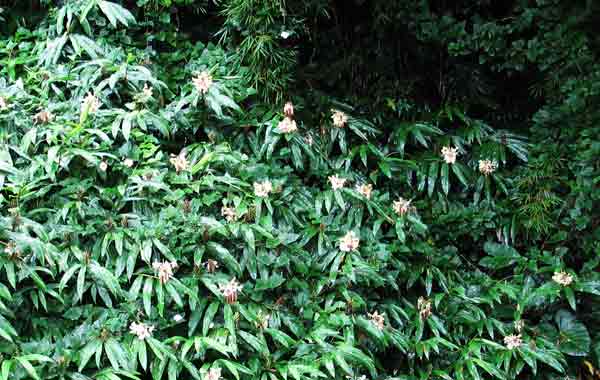 mound of flowers