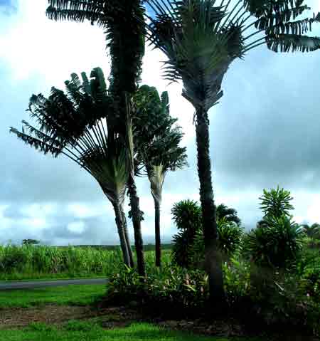 Travelers Palms.