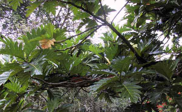 big-leafed tropical at the nut farm