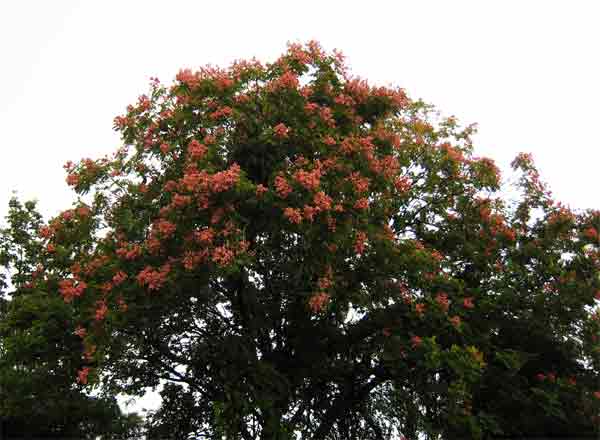 1420-OrangeFloweringTree -1005a-070930