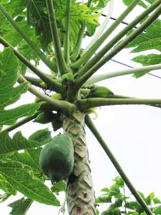 1311p-070930-7784-c-Breadfruit-tree