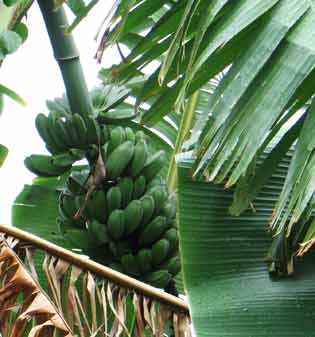 1302-070930-7783-c-Bananas@Waipio-7783