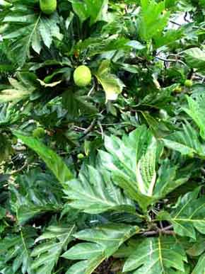 1501p-070930-7811-Breadfruit@World Botanical Gardens