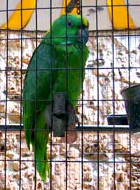 1478-Parrot-07-1001-1036a0