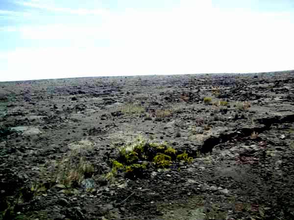 ferns grow first on Hawaiian lava