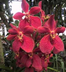 red orchid