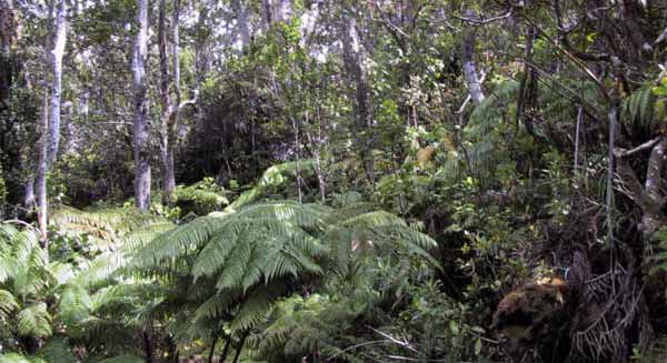 fern in the rainforest