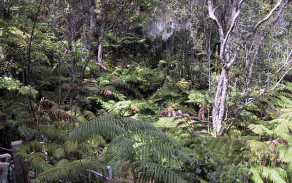 forest of ferns