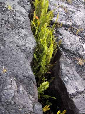 fern pushes lava apart